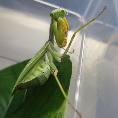Sphodromantis_lineola